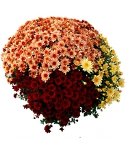 Chrysanthème tricolore petites fleurs