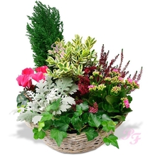 Panier rond 6 plantes