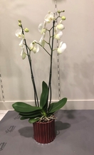 Orchidée blanche