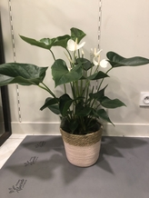 Maxi Anthurium