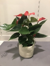 Anthurium