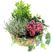 Panier rond 4 plantes