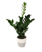 Zamioculcas