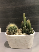 Assemblage de Cactus