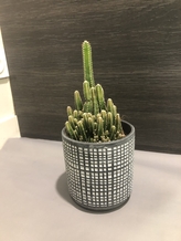 Cactus Marcel