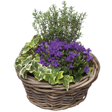 Petit panier rond plantes